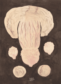 penis-with-pearly-penile-papules-2-2021-nsfw